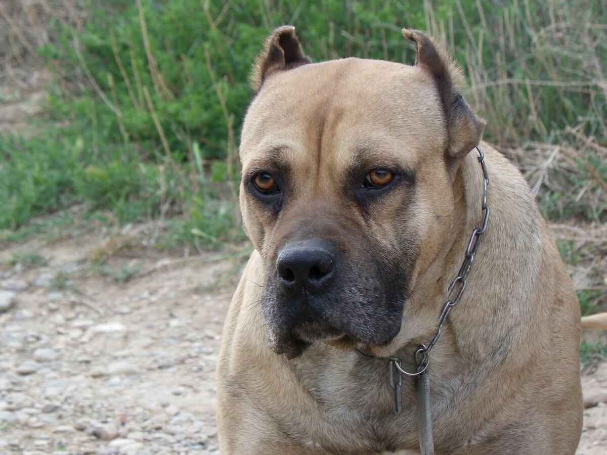 Алано эспаньол