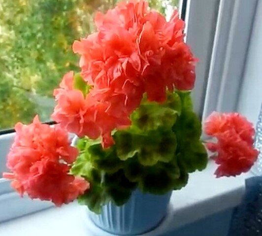 Шикарный, ярко цветущий куст Bold Gold