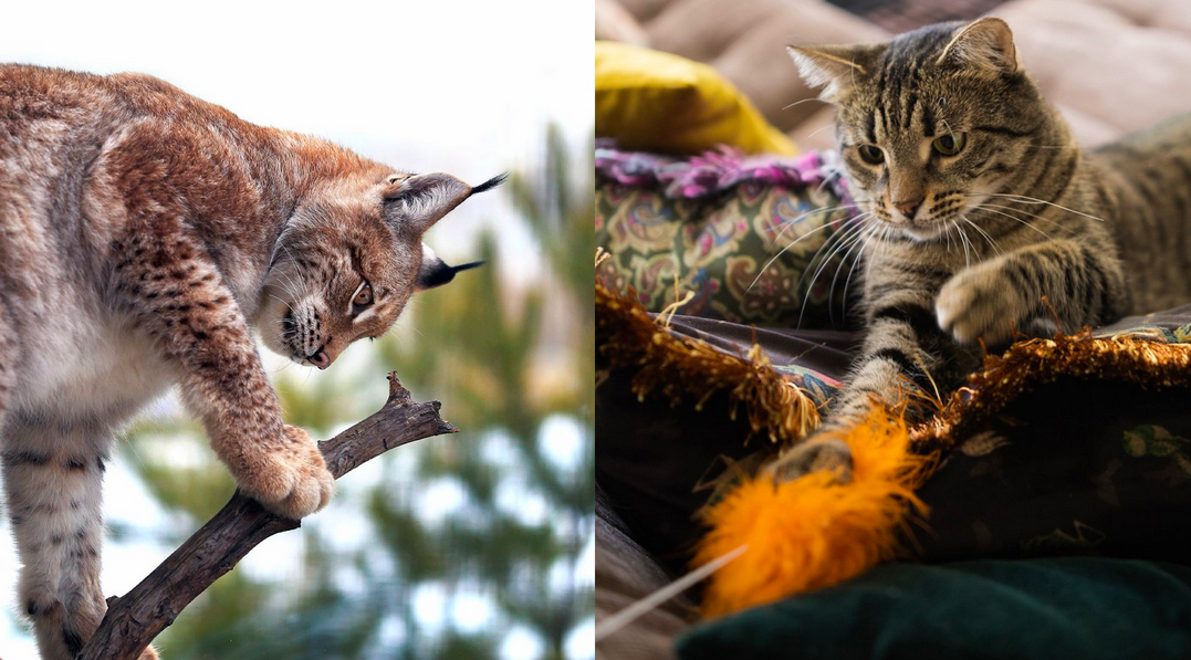 Игра – отдых и тренировка в одном флаконе. В игровой форме домашние кошки проявляют и оттачивают все то же охотничье поведение