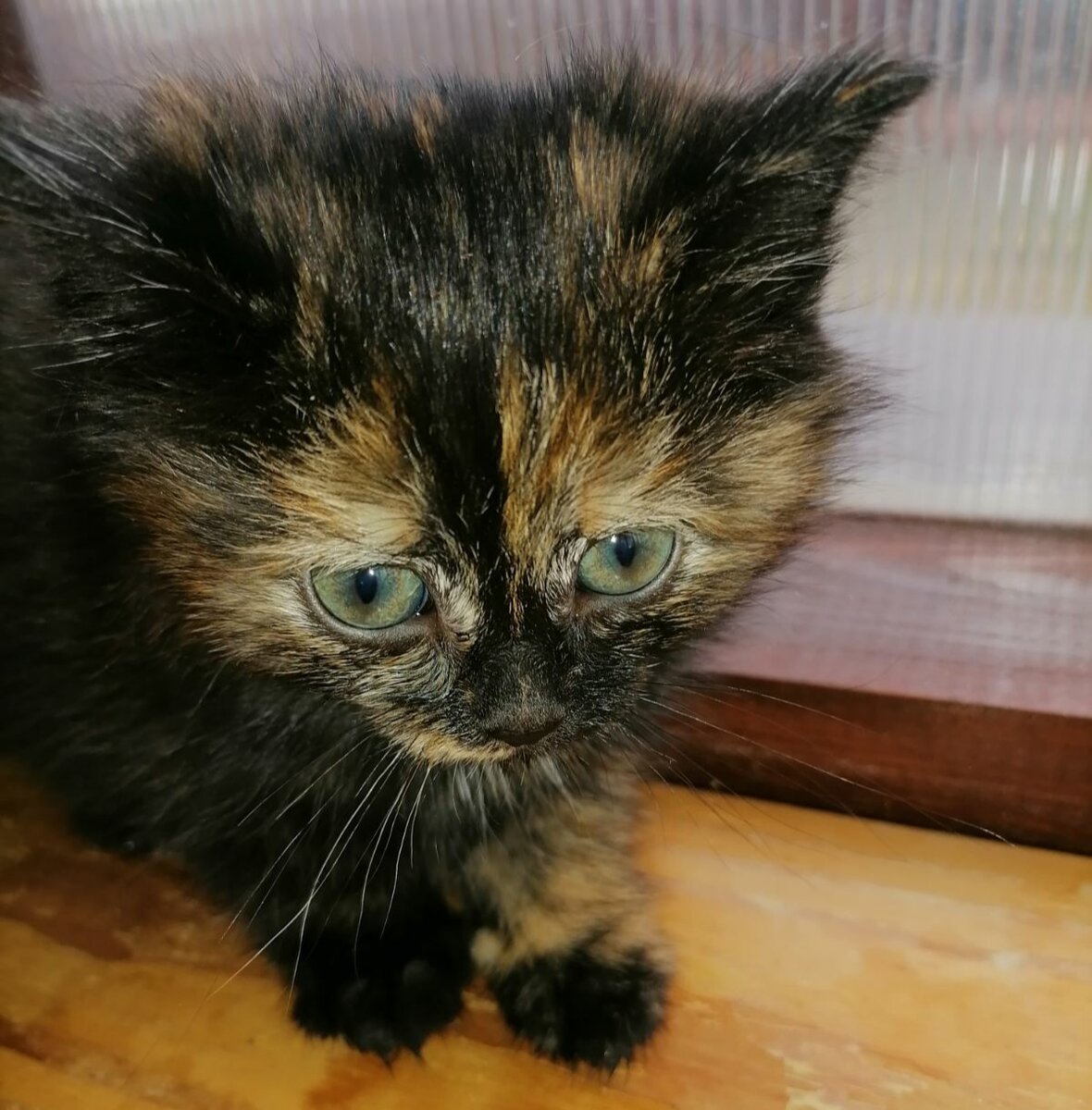 "Черепашка" девочка