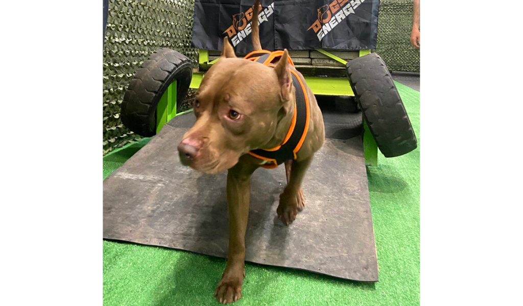 Спортзал DOGSENERGYM