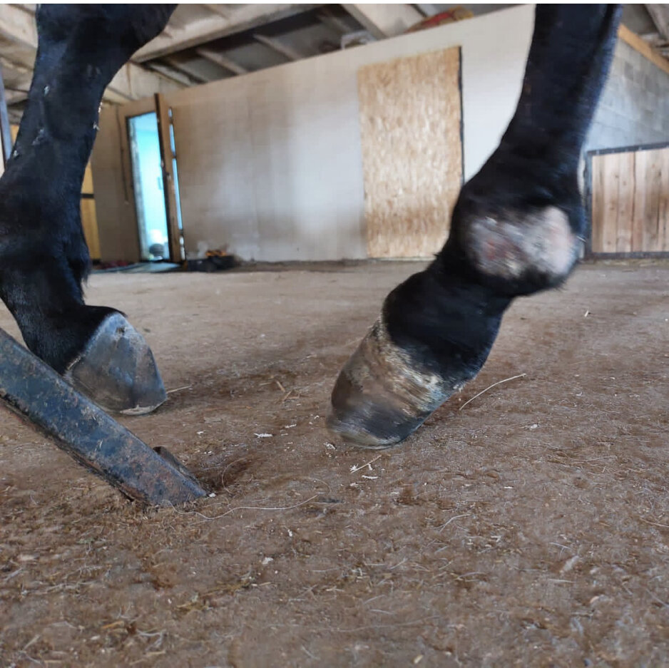 Вот так у него расположены ноги. Фото из личного архива.