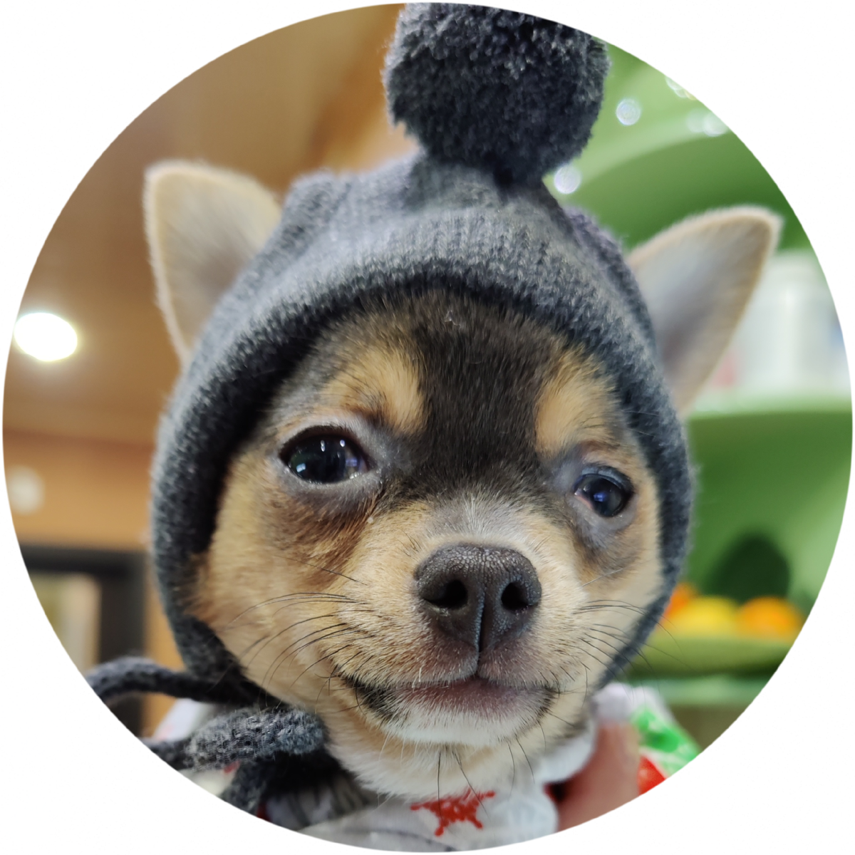 Наш чихуахуа Макар!