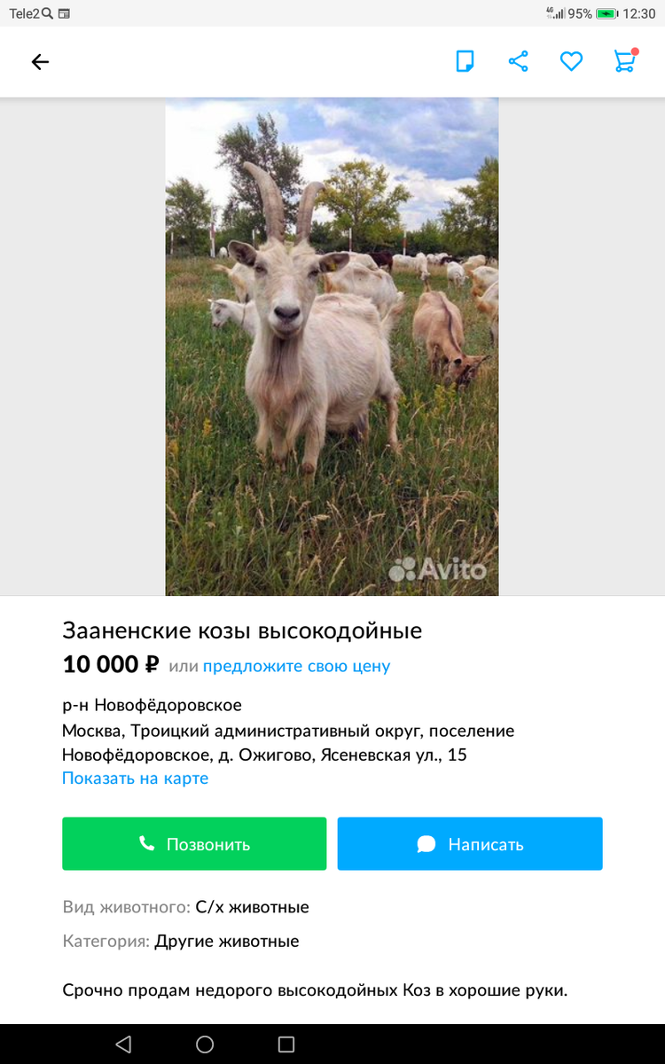 Стоковые фотографии по запросу Жест коза