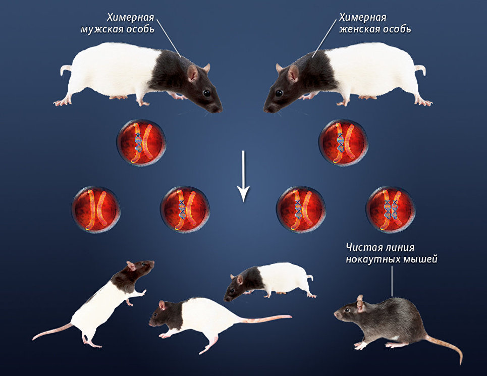 Чистая линия мышей. Нокаутные мыши. Химерные мыши. Химерные организмы.