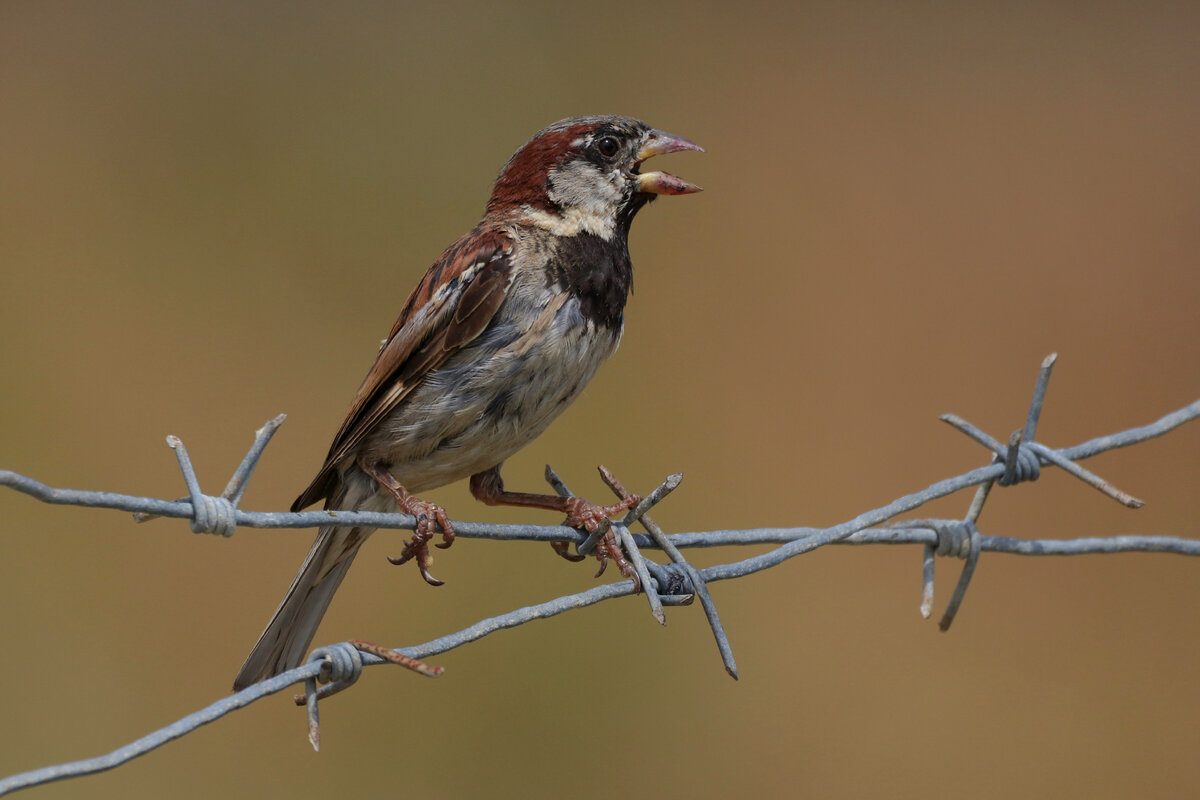 Самец
Фото: Жбир Денис