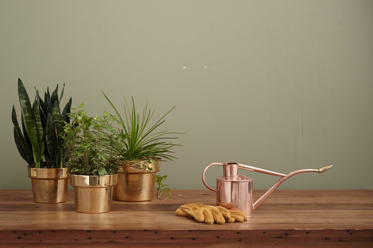     Чем и как подкормить комнатные цветы зимой: советы и правила