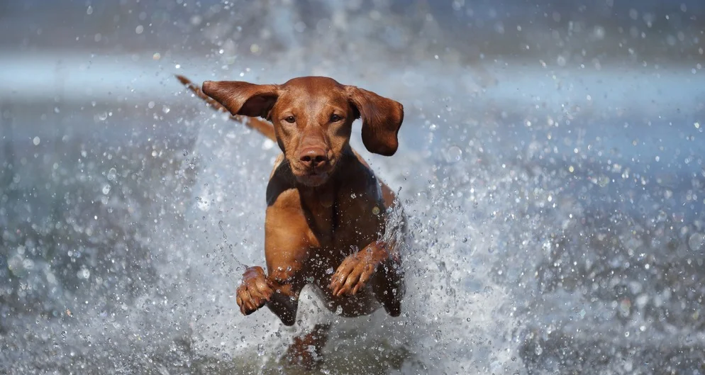 Водяные собаки: интересные факты, особенности и представители.