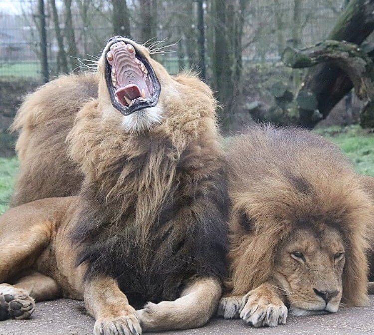 Шутка наконец-то дошла ;)