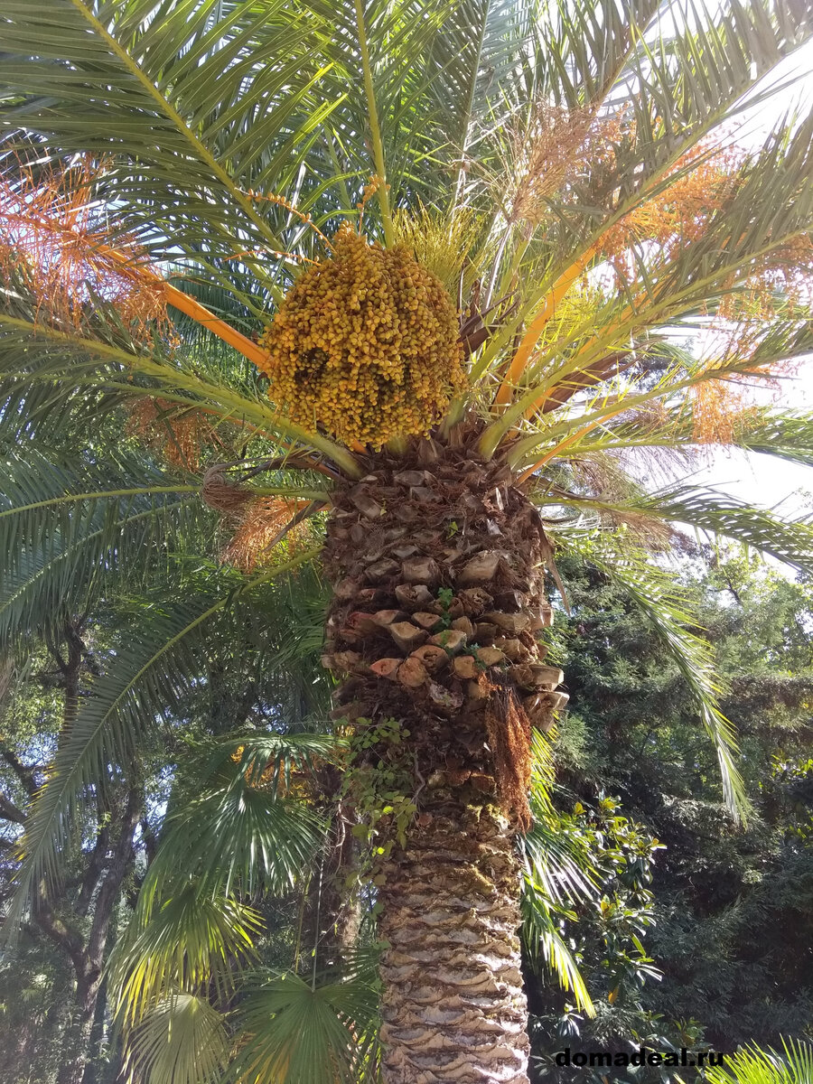 так растут финики в естественной среде