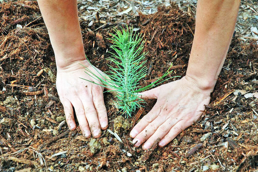 Всероссийский день посадки леса.