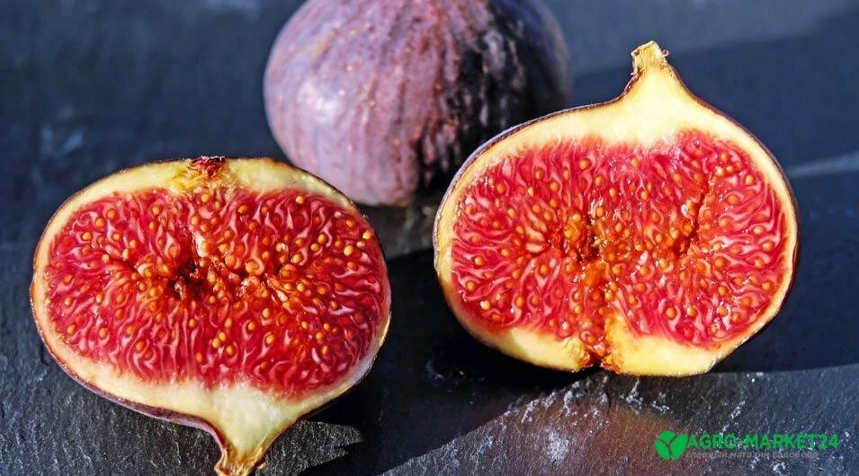 инжир фиолетовый