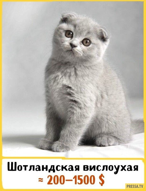 Породы вислоухих котов с фотографиями и названиями
