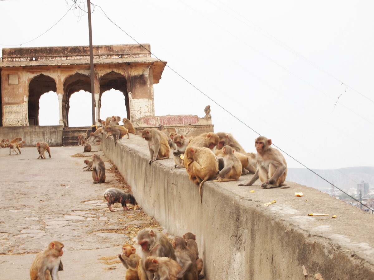 г Джайпур  - храм обезьян