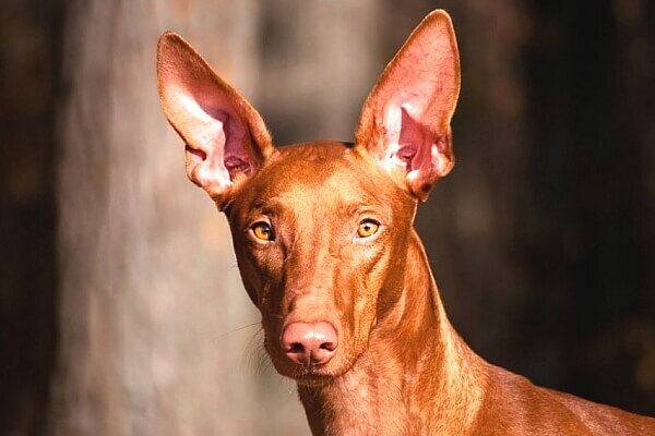 Я видел своими глазами, как у них краснеет нос)) 