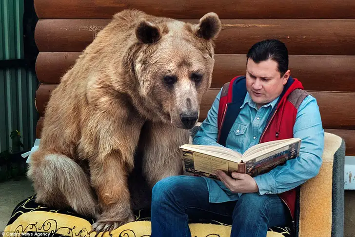 Приручение медведя человеком, как питомец стал лучшим другом человека