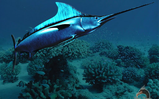 http://awesomeocean.com/trending-now/7-swordfish-facts/