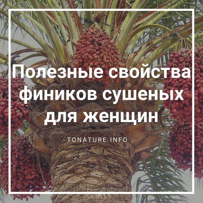   Также польза фиников для женщин в том, что они придают энергии и силы при простудных заболеваниях, при расстройстве и нарушении кишечной микрофлоры.