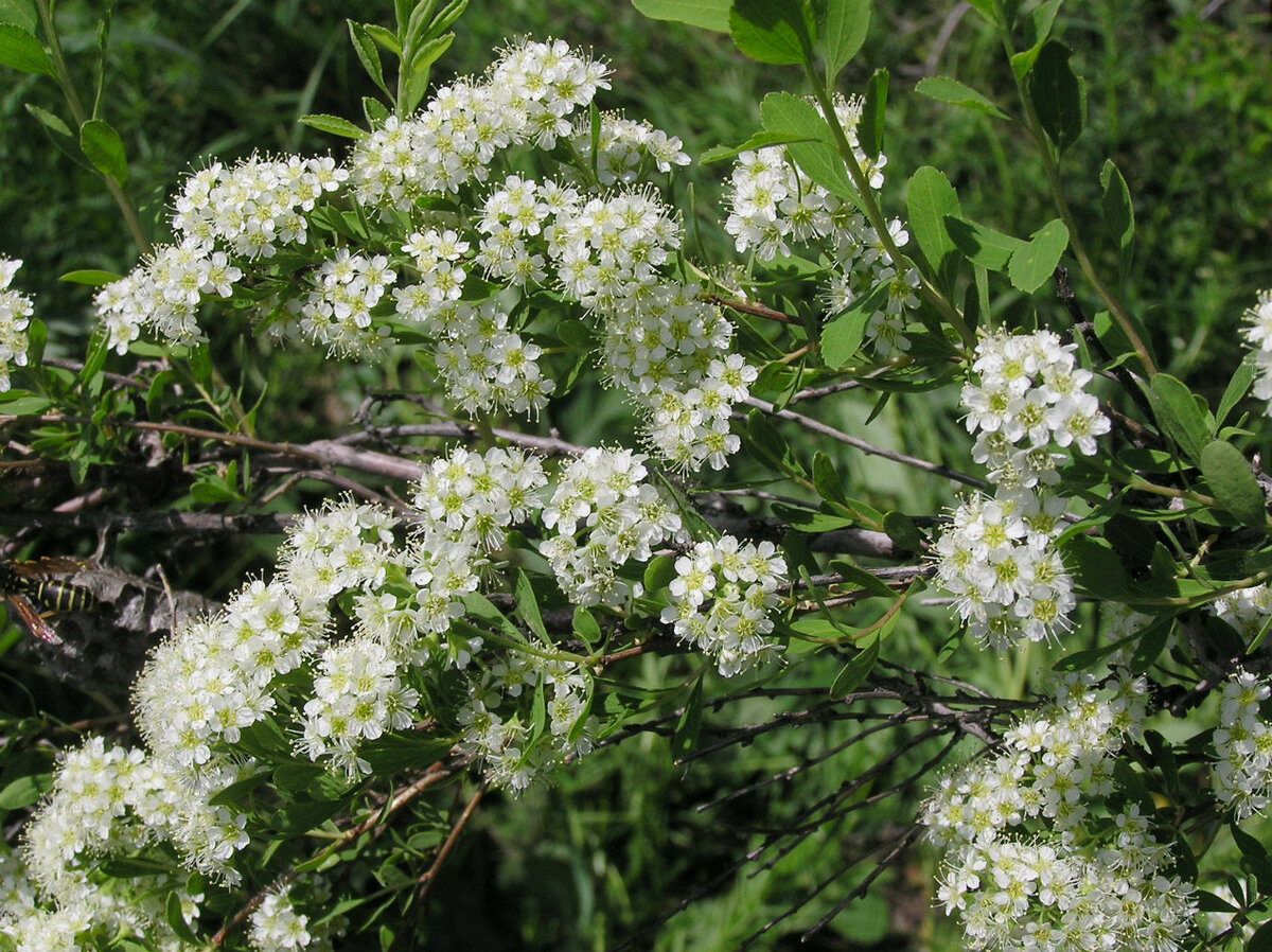 Куст кашка белая