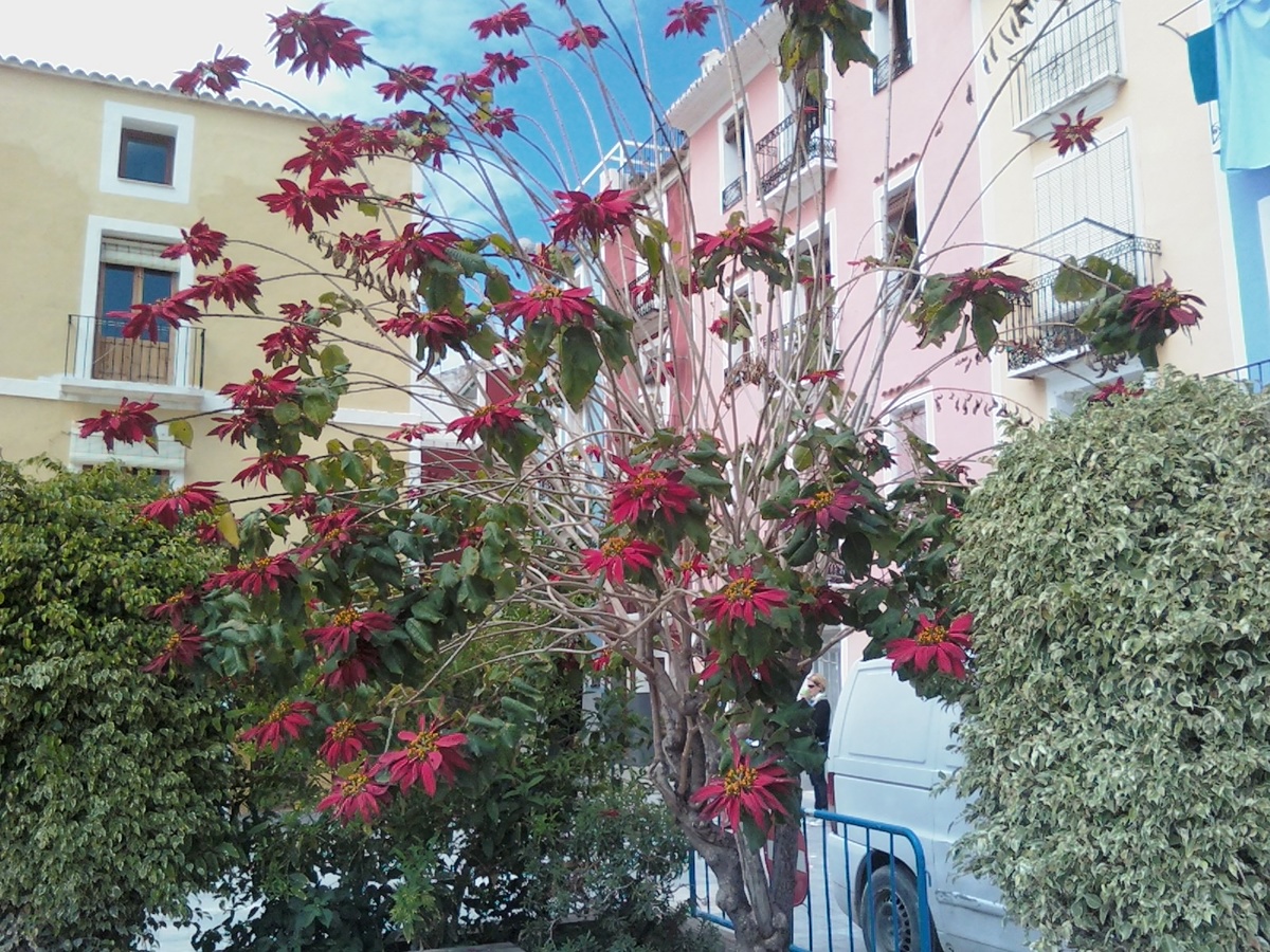 Милый город La Vila Joiosa 