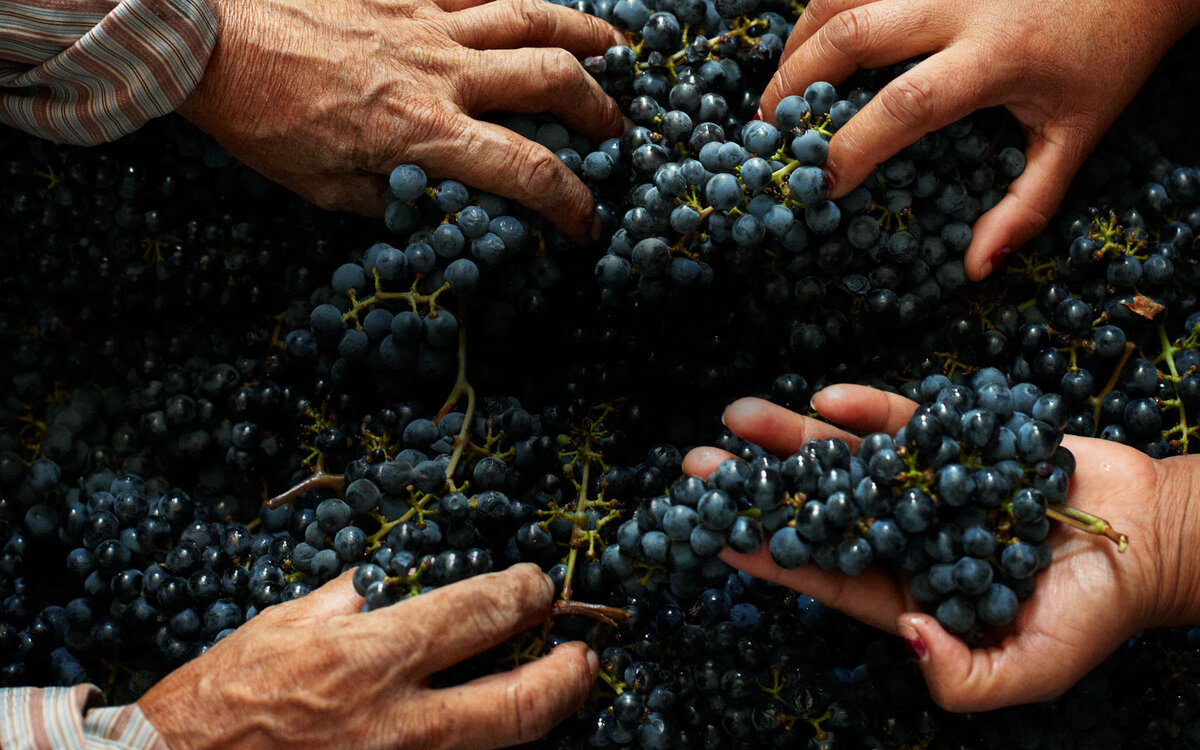 Ручная сортировка ягод