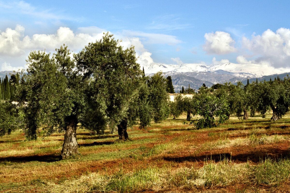 Оливковая роща в Гранаде, Испания