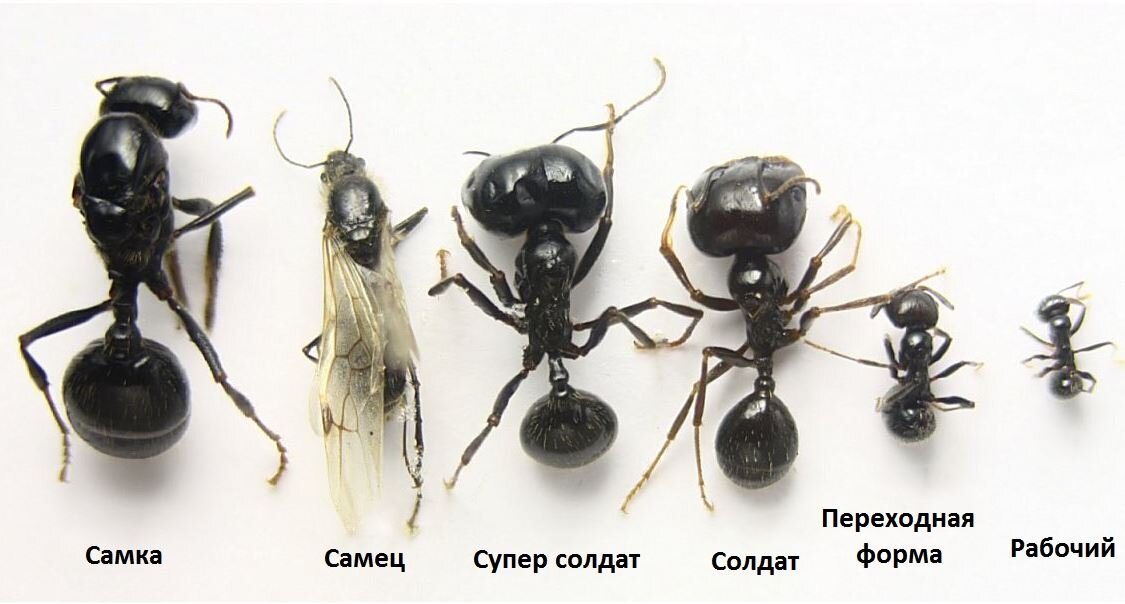 Ярко выраженный полиморфизм