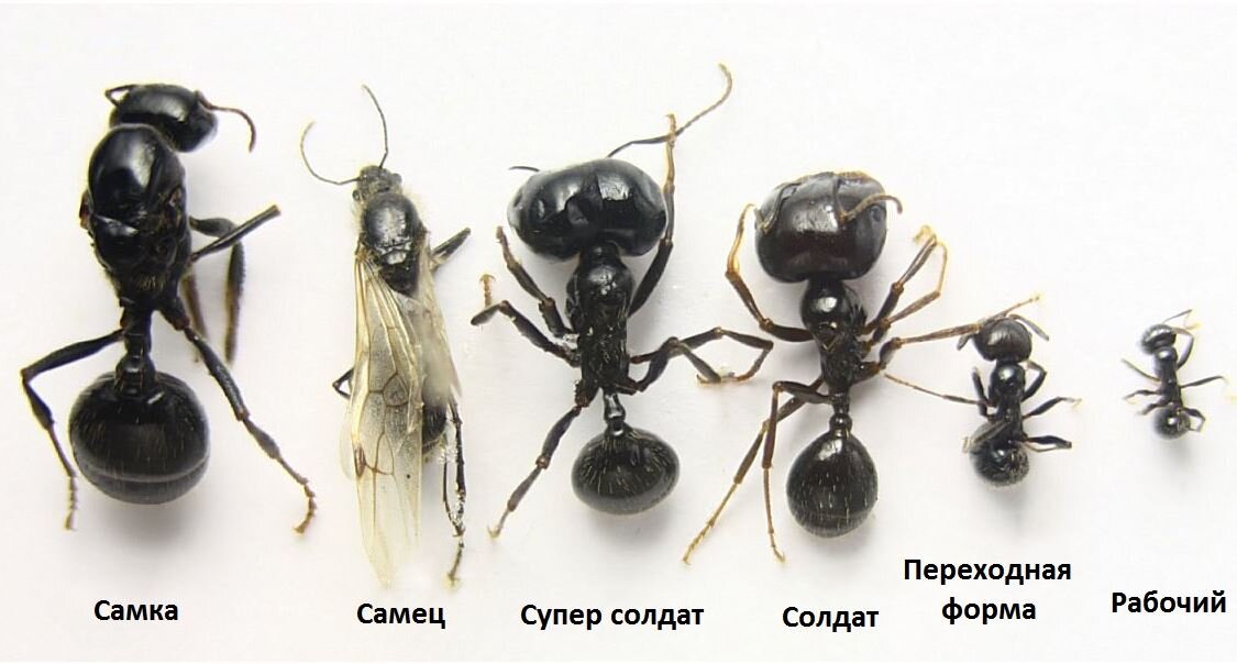 Муравьев компиляции. Муравьев-жнецов Messor structor. Колония муравьев-жнецов Messor structor. Messor structor солдат. Муравьи Messor capitatus.