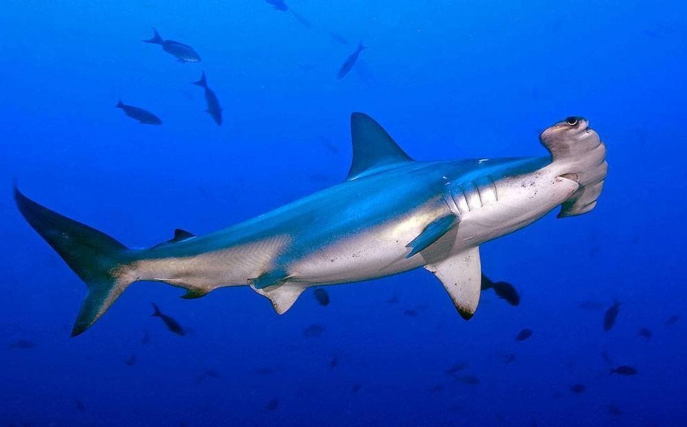 фото из интернета