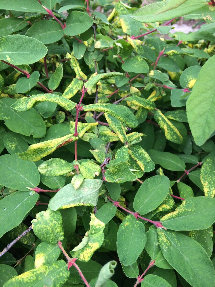 Явный признак поражения тлей - скручивание листьев.