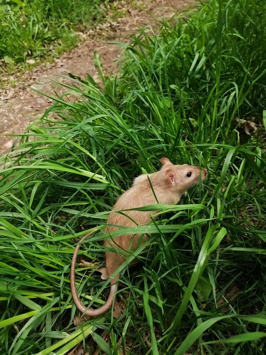 Небольшое путешествие крыски