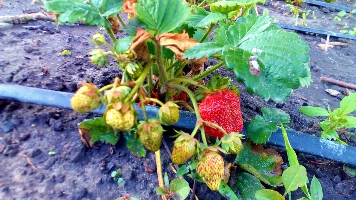 Подкормка клубники в июле. Подкормка клубники осенью. Рыхление грядок клубники. Подкормка ремонтантной клубники. Подкормка клубники в июле.