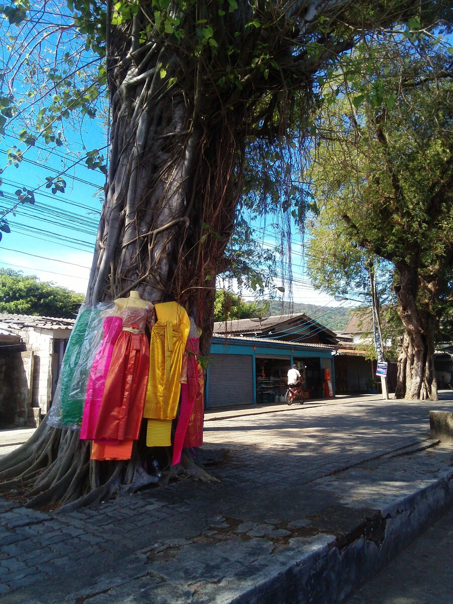 Районг, центр посёлка. священное дерево Тонг Поо - Фикус Священный