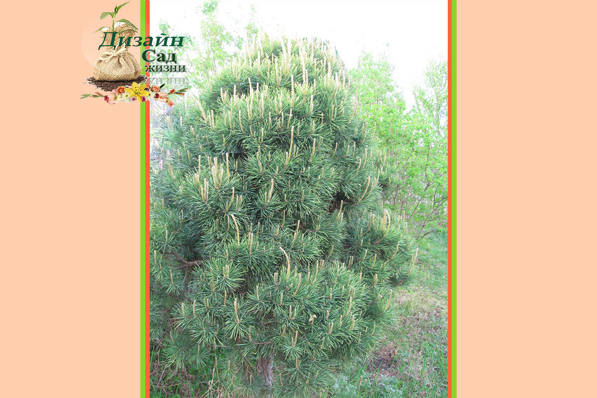 Сосна с молодыми приростами