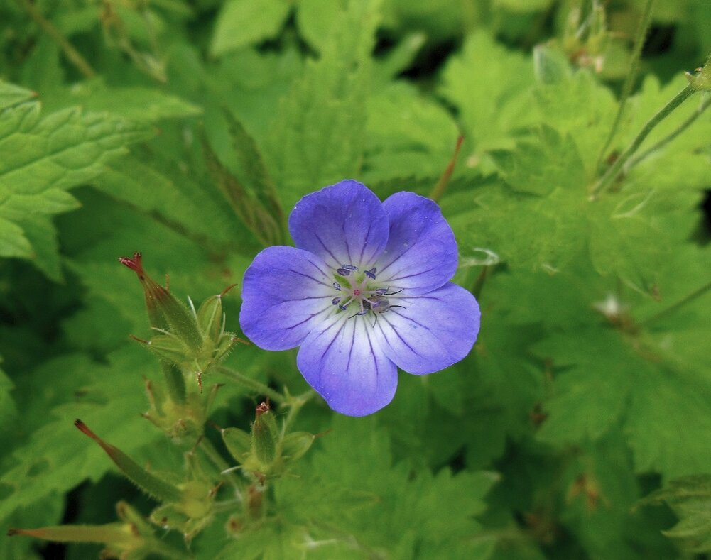 Цветок герани лесной