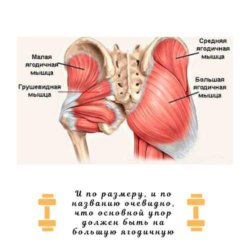 Кстати, "ушки" на бёдрах связанны со слабостью средней ягодичной мышцы.