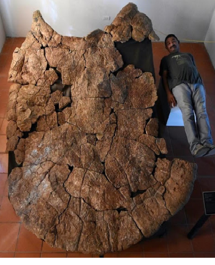 Панцирь ископаемой черепахи, жившей около 8 млн. лет назад в Южной Америке (фото Родольфо Санчеса)