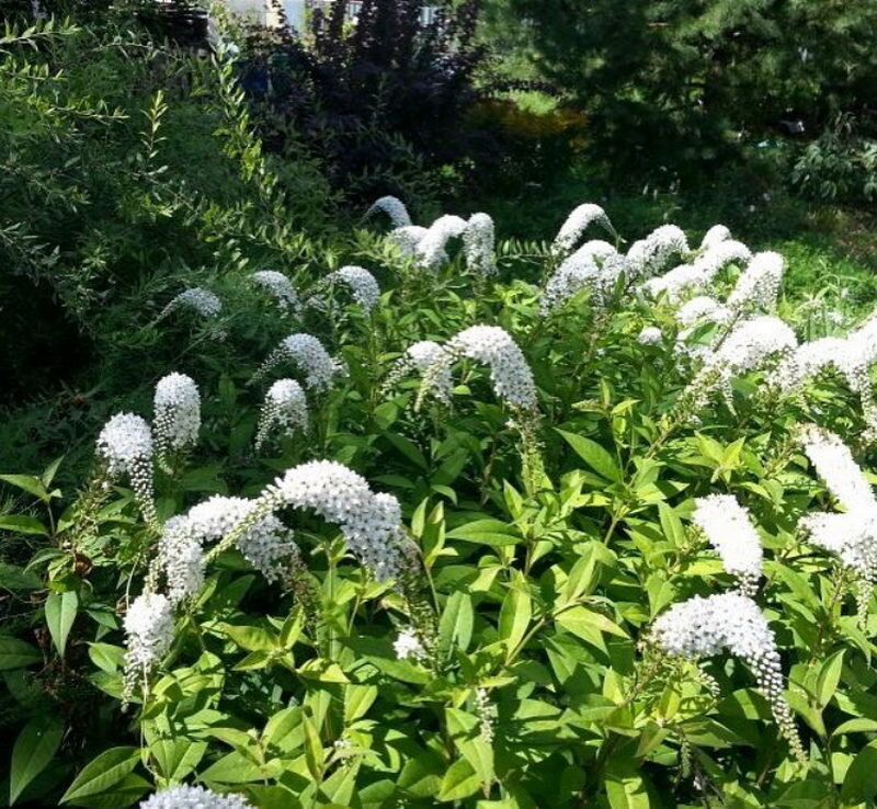 Вербейник Clethroides