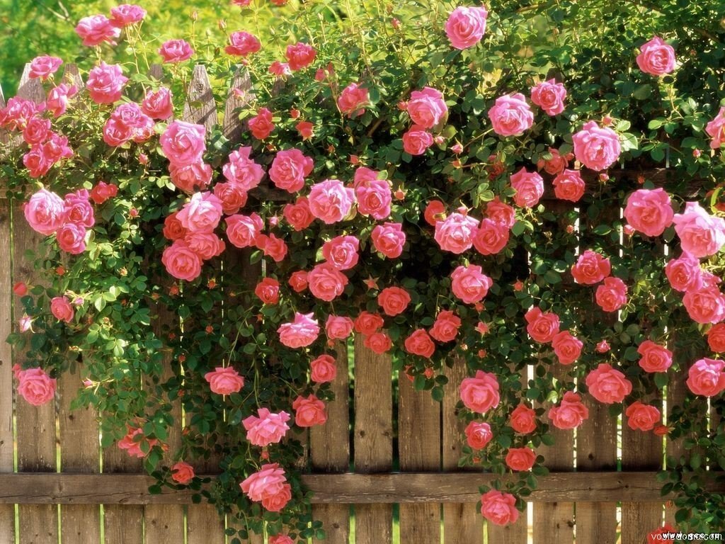 Плетистые розы. Два метода выращивания и обрезки