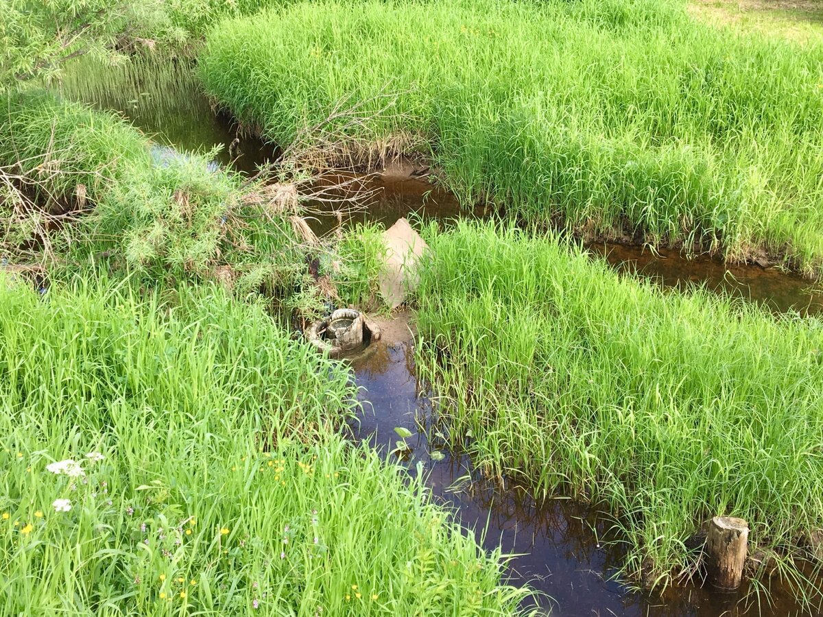 Труба спряталась в воде и траве