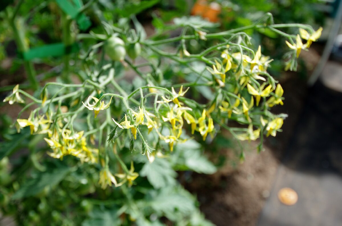 Цветение томата Черри Берри