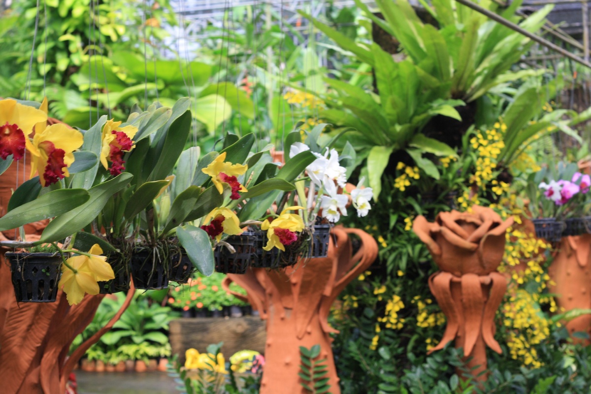 Лишь малая часть орхидей