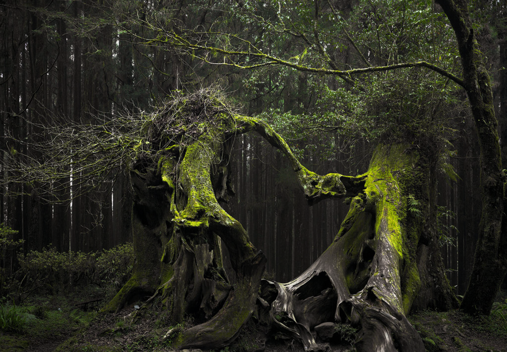 Хойя-Бачу, Хойя, таинственный лес, странные деревья, призраки, духи, страшные истории