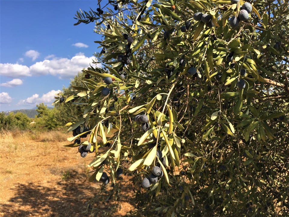 оливковая роща