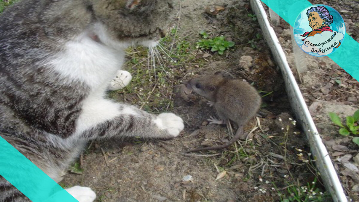 Буду благодарна вашей подписке, лайку и комментарию под статьей. Этим вы поможете начинающему автору в развитии канала 