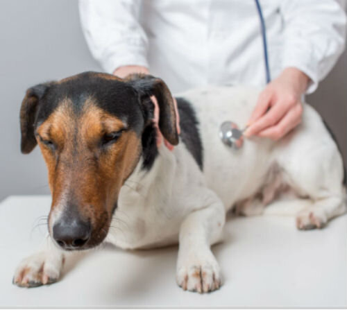 Кровотечение у собаки: причины, симптомы и лечение