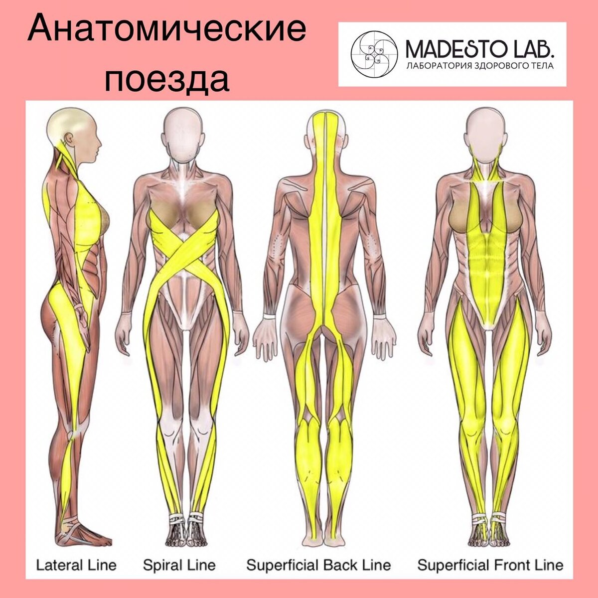 Анатомические поезда и мадеротерапия.