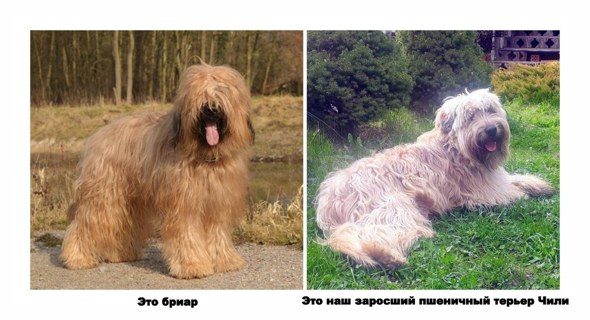 Слева - бриар, справа - наш пшеничный терьер. 