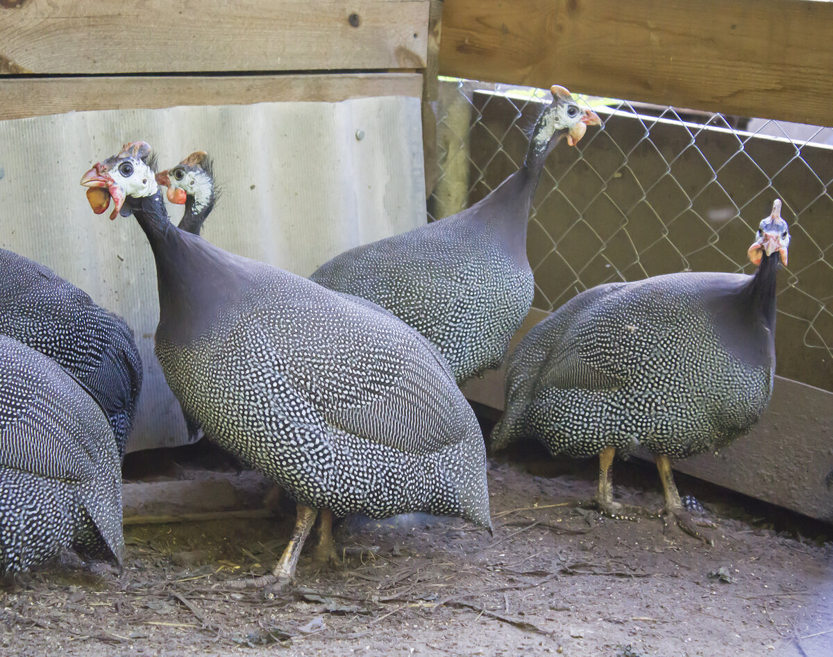 Цесарки 5 штук - купить в Поварово, цена 600 руб., продано 6 декабря 2019 - Птиц