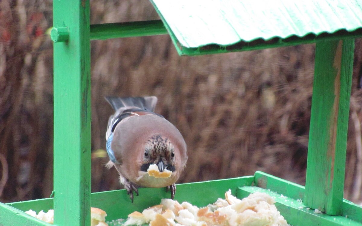 Приятного аппетита